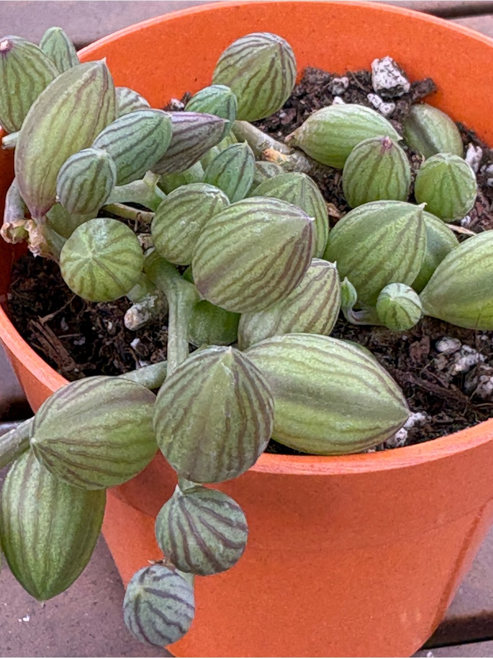 String Of Watermelons - Picture 3 of 3
